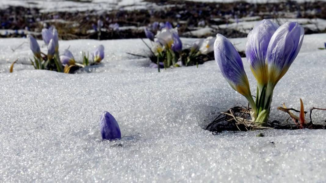 Karların arasından çıkan mucize 1