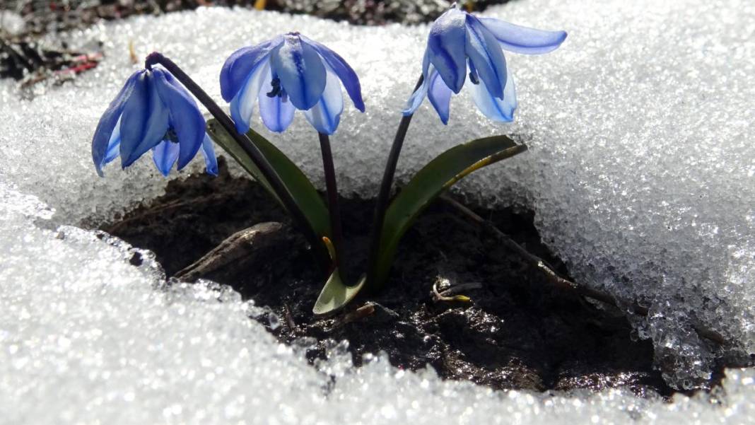 Karların arasından çıkan mucize 10