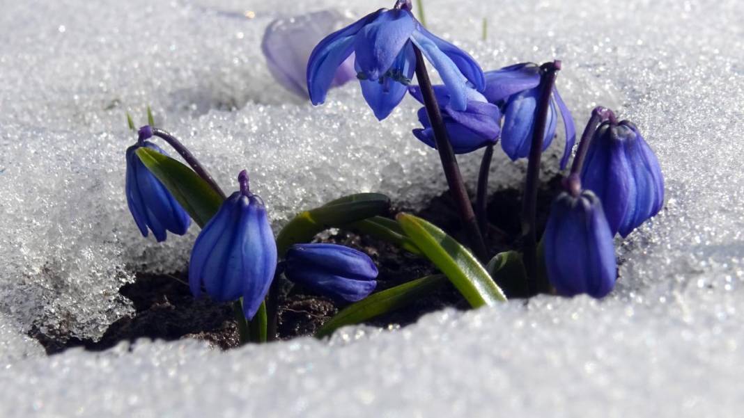 Karların arasından çıkan mucize 11