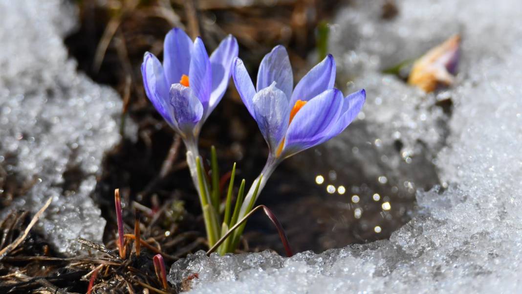 Karların arasından çıkan mucize 2