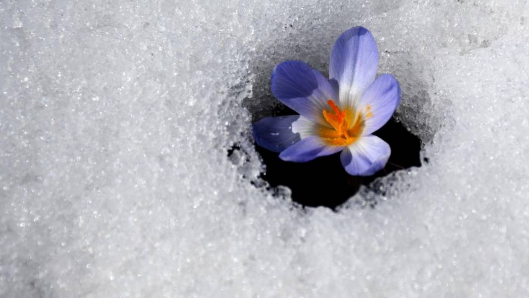 Karların arasından çıkan mucize 3