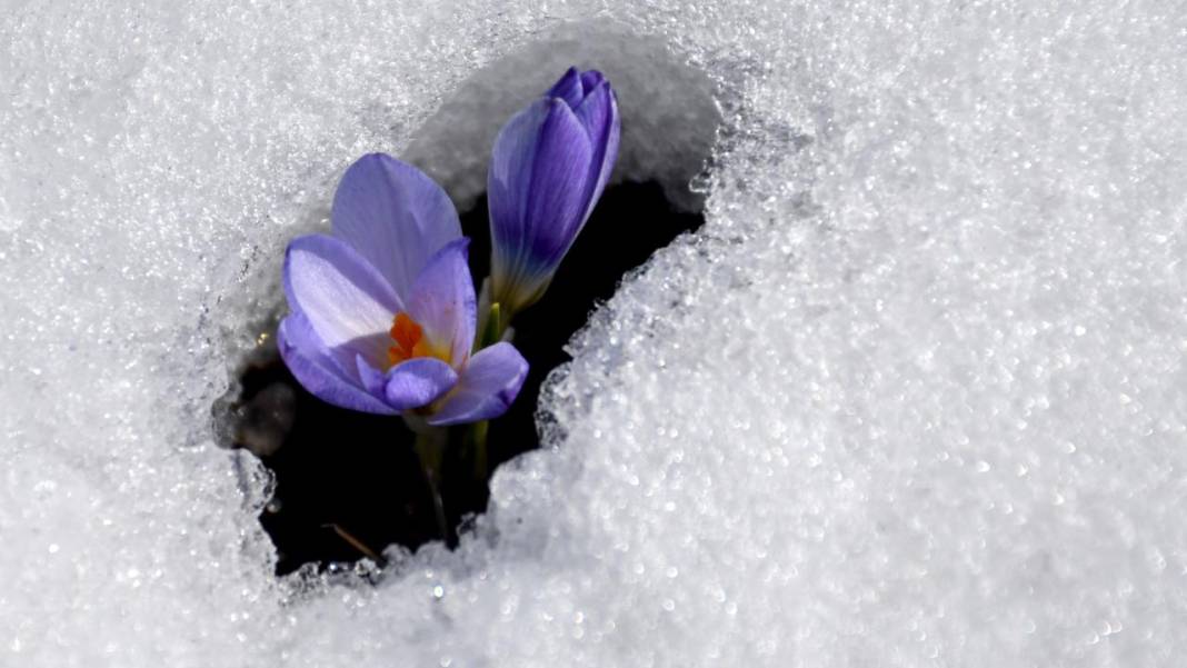 Karların arasından çıkan mucize 4