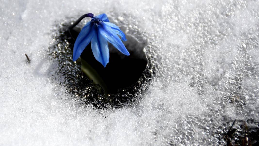 Karların arasından çıkan mucize 5