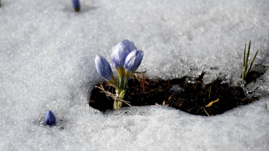 Karların arasından çıkan mucize 6