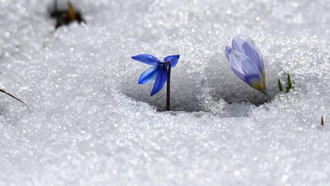 Karların arasından çıkan mucize 7