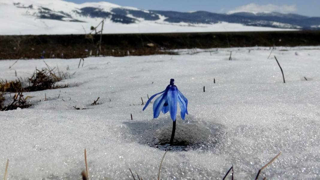 Karların arasından çıkan mucize 8