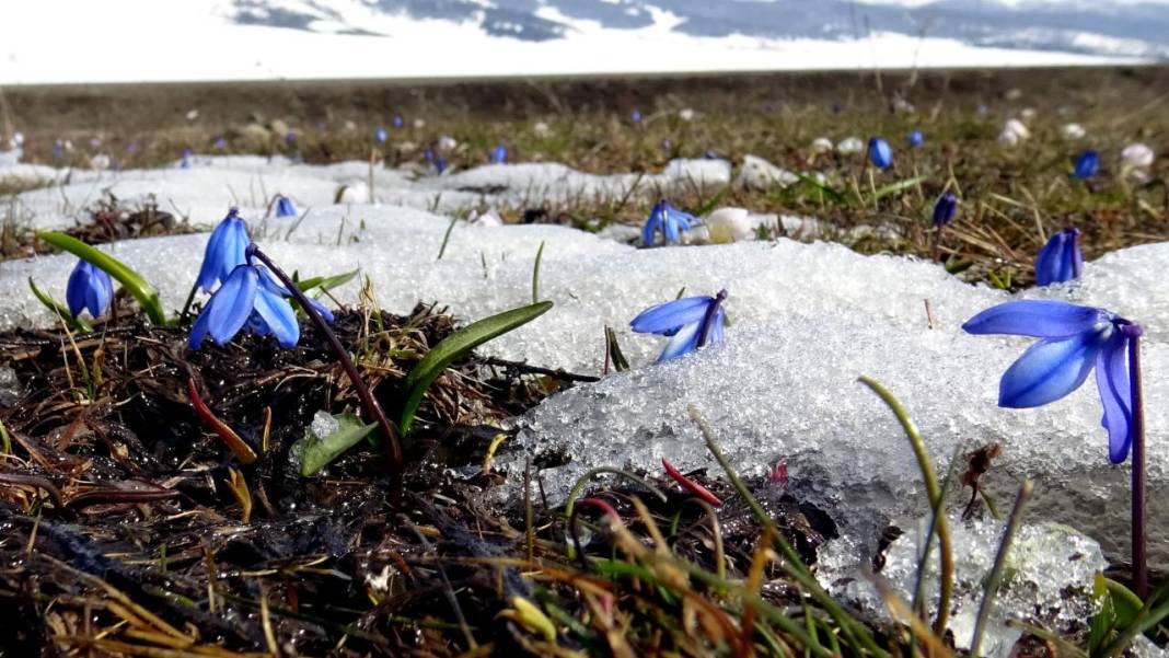 Karların arasından çıkan mucize 9