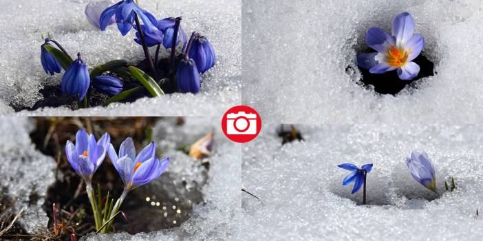 Karların arasından çıkan mucize