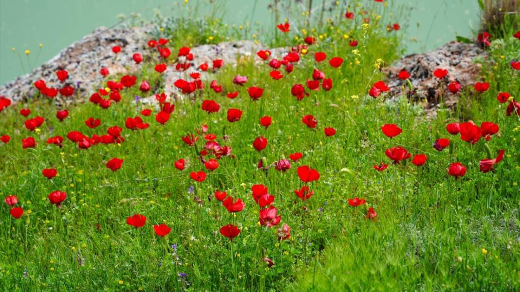 İlkbahar ile Kızılin Kanyonu çok daha güzelleştirildi 12