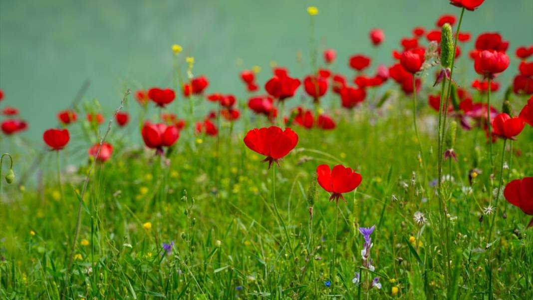 İlkbahar ile Kızılin Kanyonu çok daha güzelleştirildi 2