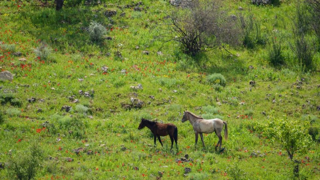 İlkbahar ile Kızılin Kanyonu çok daha güzelleştirildi 3