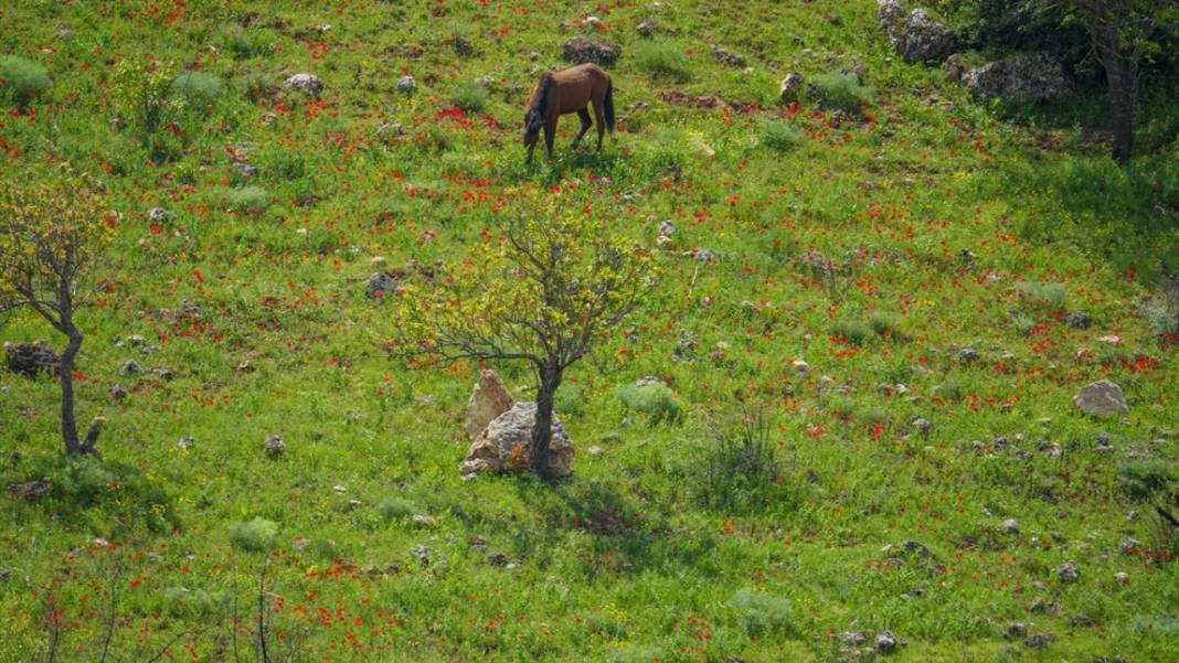 İlkbahar ile Kızılin Kanyonu çok daha güzelleştirildi 8