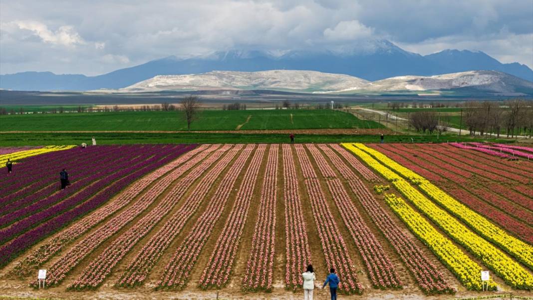 Karaman’da lale bahçeleri ziyarete açıldı 1