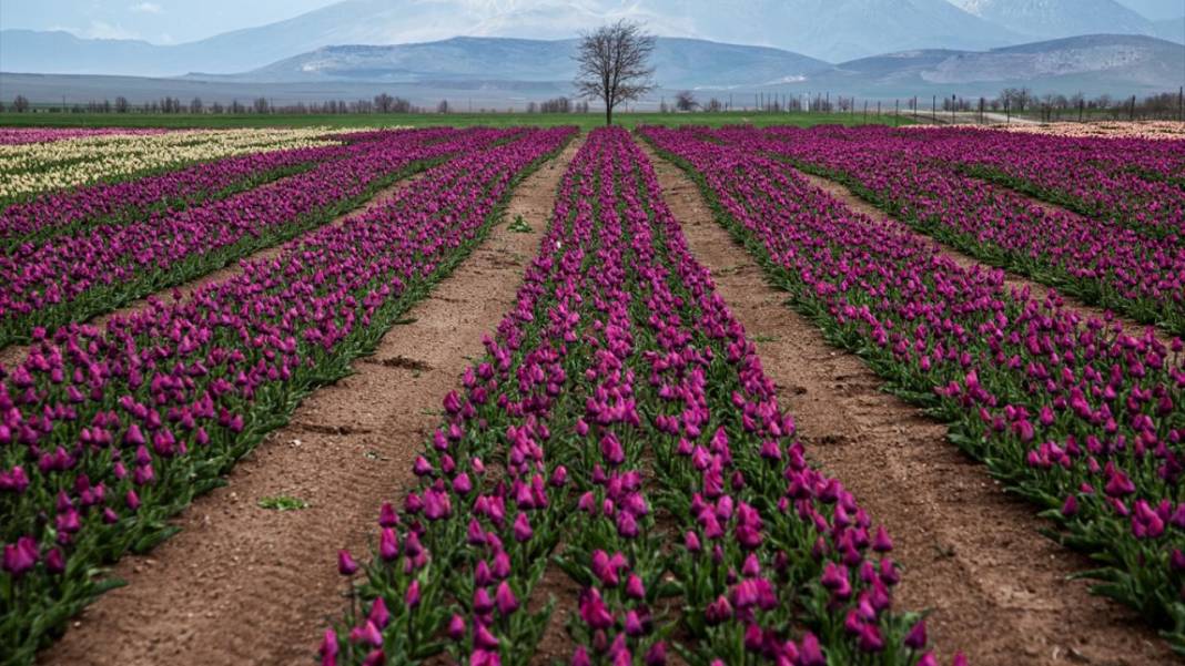 Karaman’da lale bahçeleri ziyarete açıldı 10