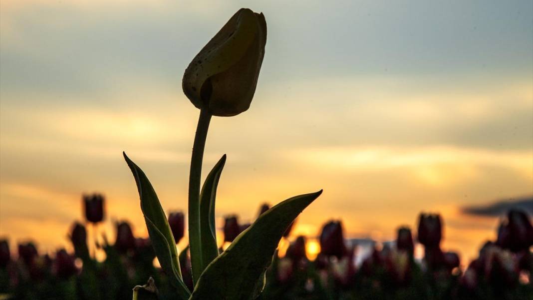 Karaman’da lale bahçeleri ziyarete açıldı 11
