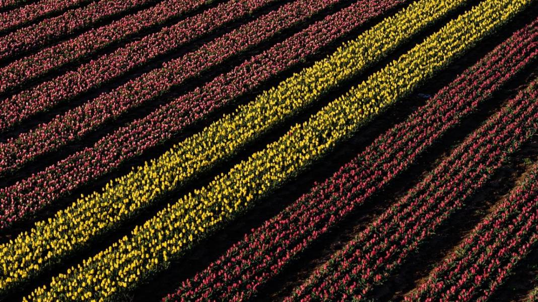 Karaman’da lale bahçeleri ziyarete açıldı 2