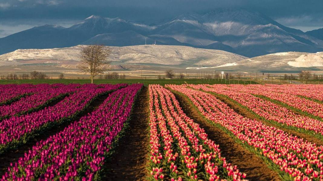 Karaman’da lale bahçeleri ziyarete açıldı 5