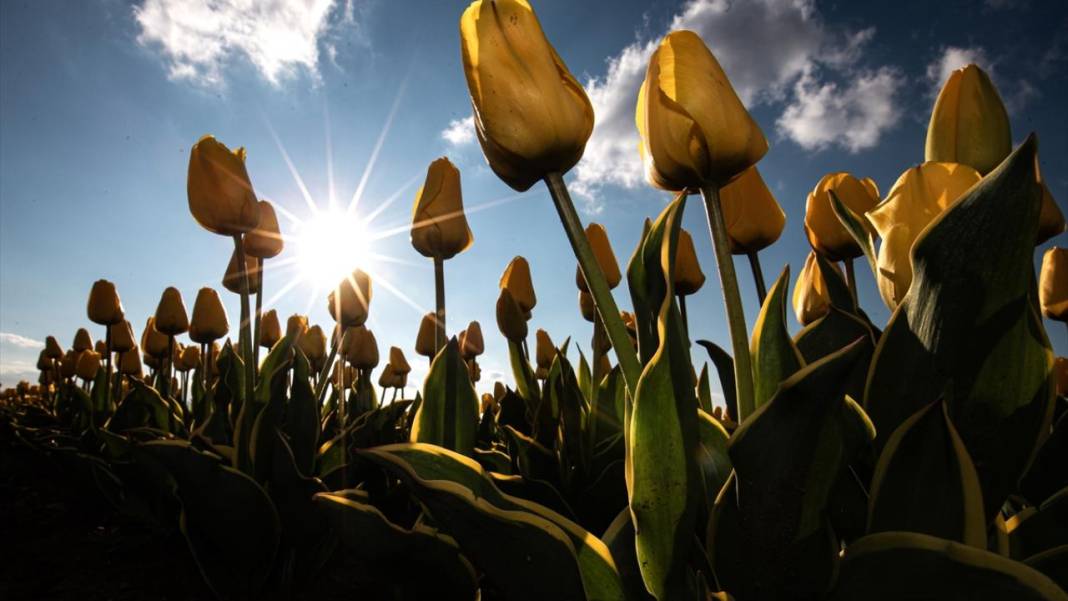 Karaman’da lale bahçeleri ziyarete açıldı 6