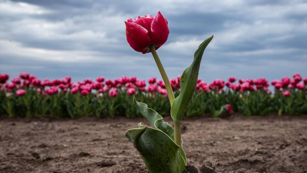 Karaman’da lale bahçeleri ziyarete açıldı 7