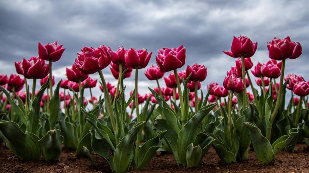 Karaman’da lale bahçeleri ziyarete açıldı 8
