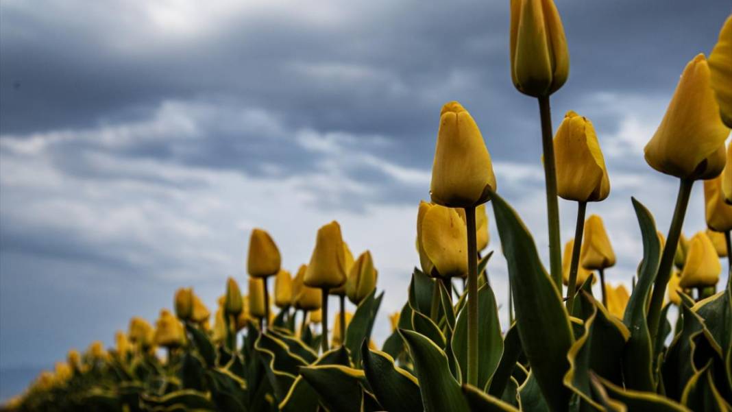 Karaman’da lale bahçeleri ziyarete açıldı 9