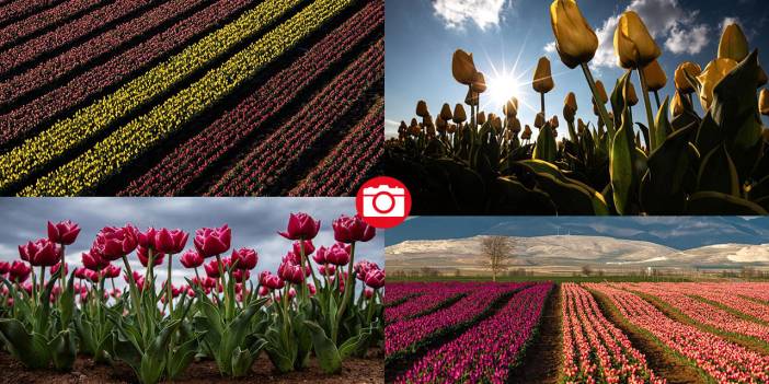 Karaman’da lale bahçeleri ziyarete açıldı