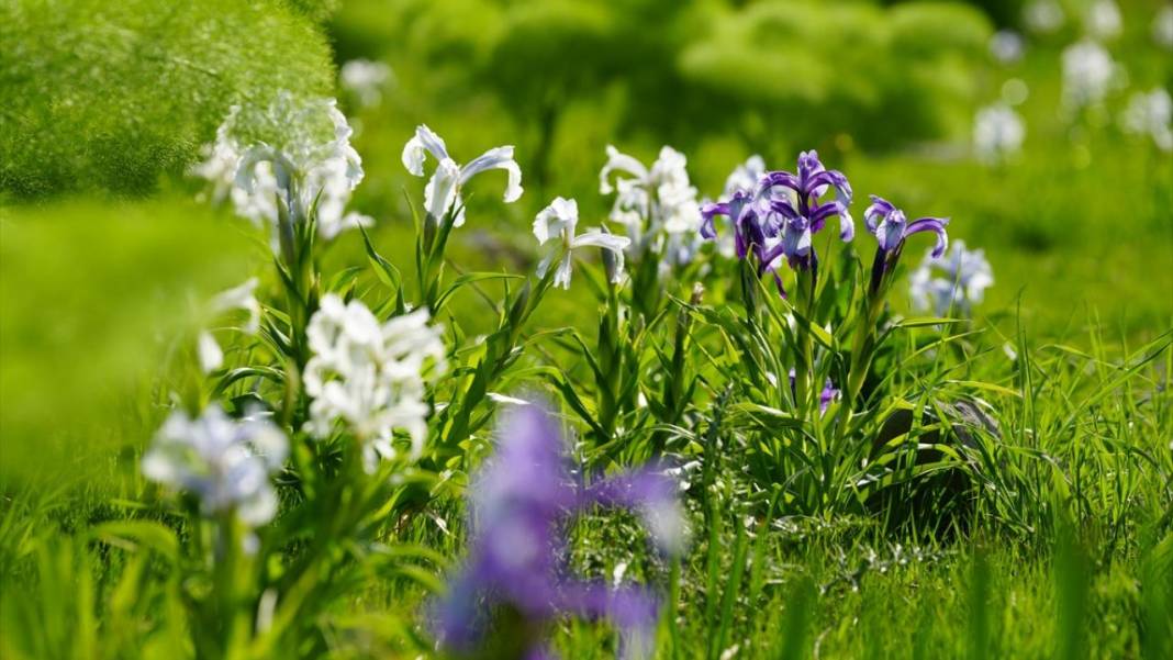 Derecik'te rengarenk ilkbahar 1