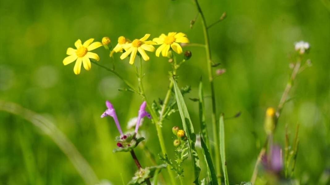 Derecik'te rengarenk ilkbahar 10