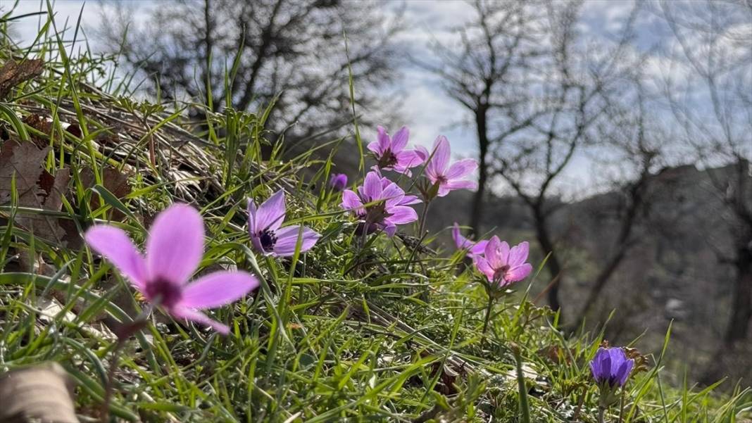 Derecik'te rengarenk ilkbahar 11