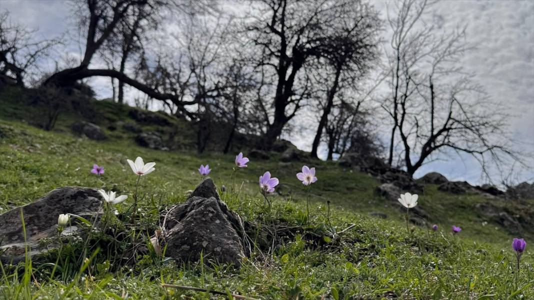 Derecik'te rengarenk ilkbahar 12
