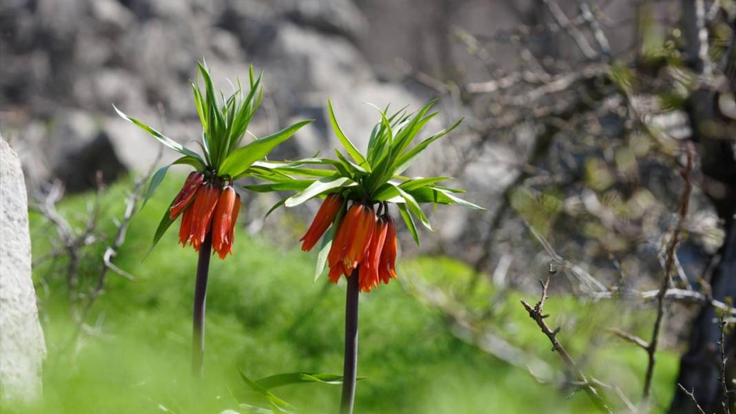 Derecik'te rengarenk ilkbahar 2