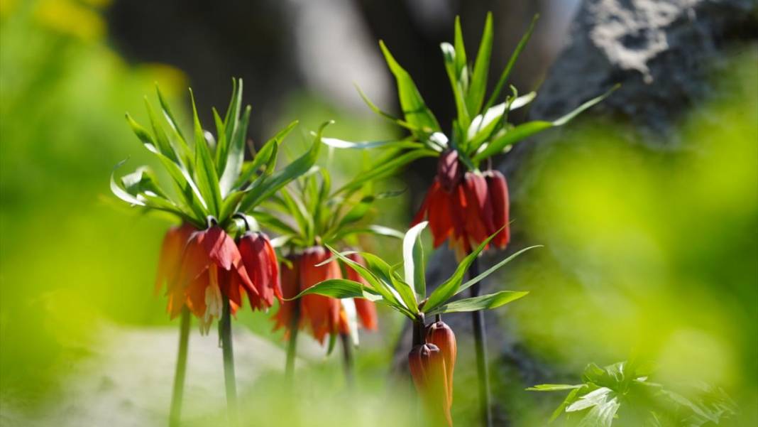 Derecik'te rengarenk ilkbahar 3