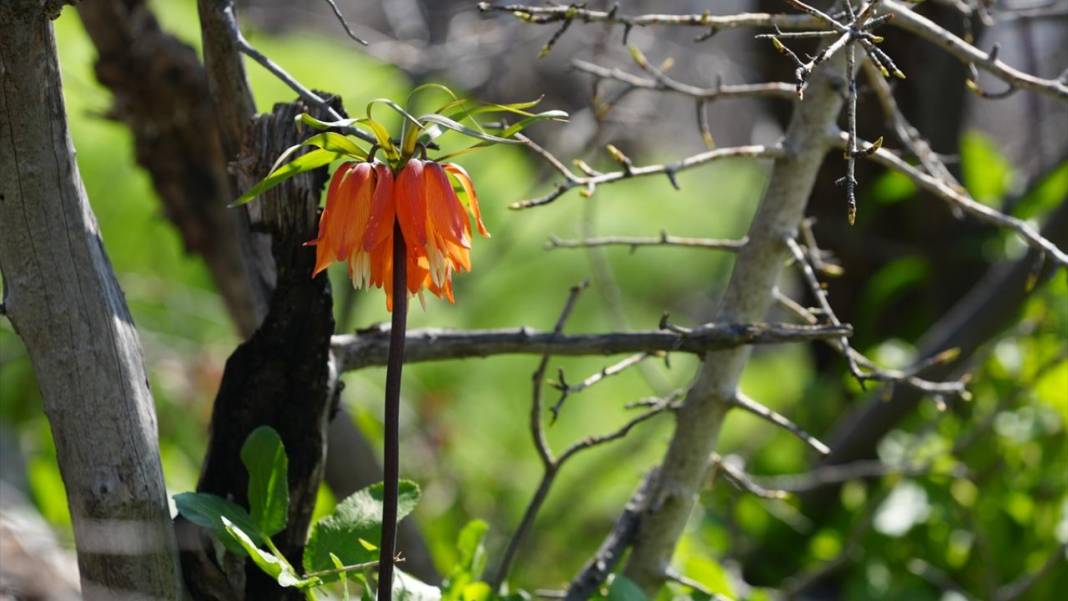 Derecik'te rengarenk ilkbahar 4