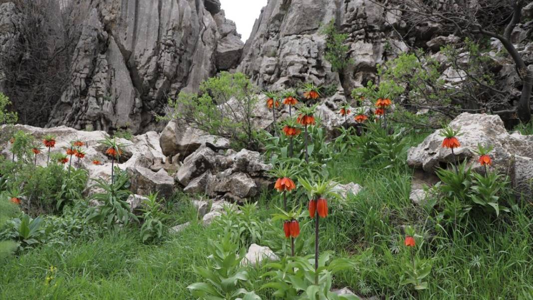 Derecik'te rengarenk ilkbahar 6