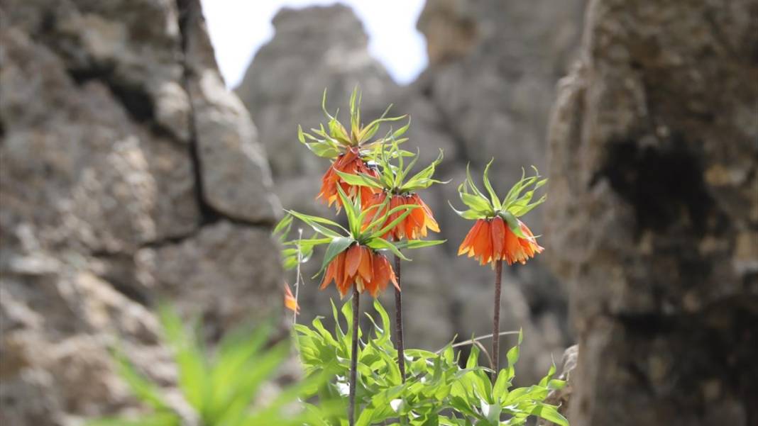 Derecik'te rengarenk ilkbahar 7