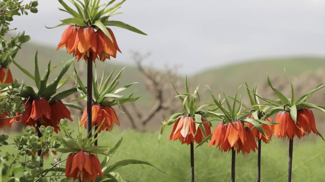 Derecik'te rengarenk ilkbahar 8