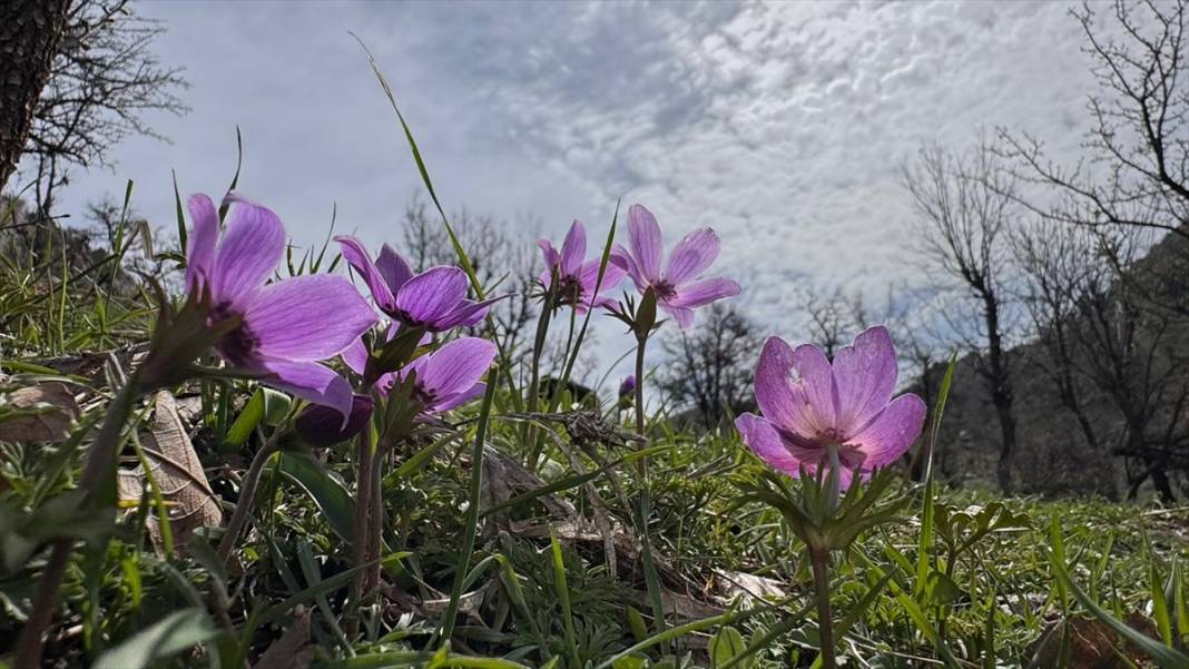 Derecik'te rengarenk ilkbahar 9