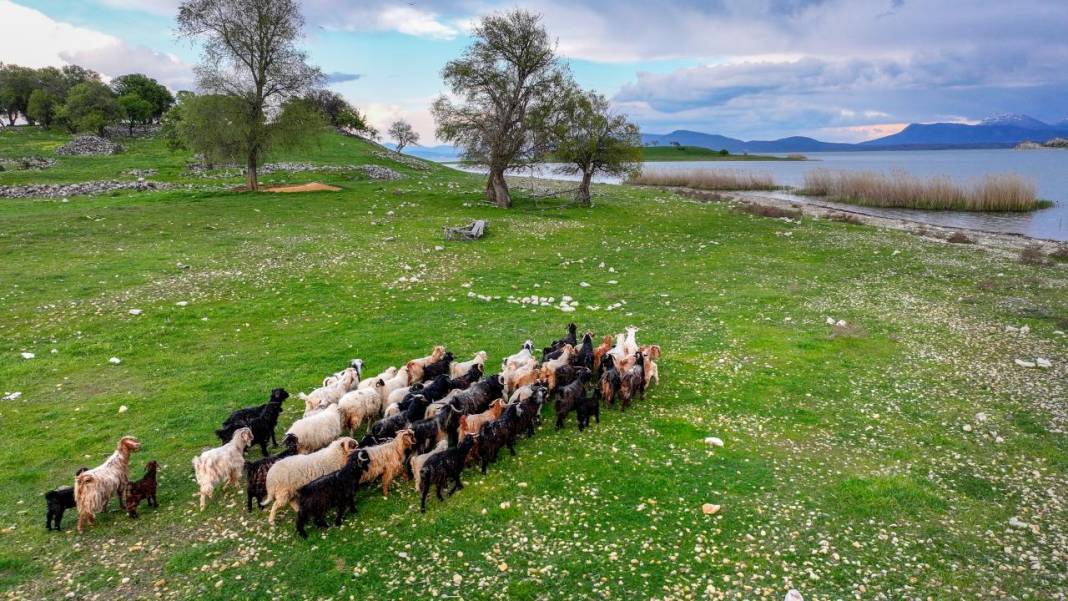 Göl ortasındaki adada çobansız hayvancılık 1