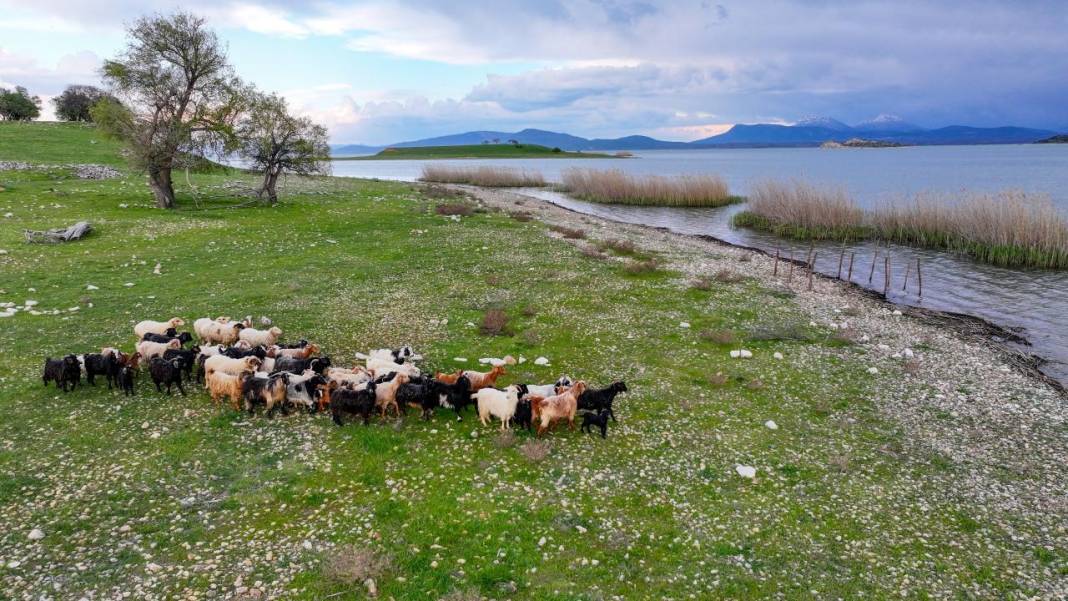 Göl ortasındaki adada çobansız hayvancılık 12