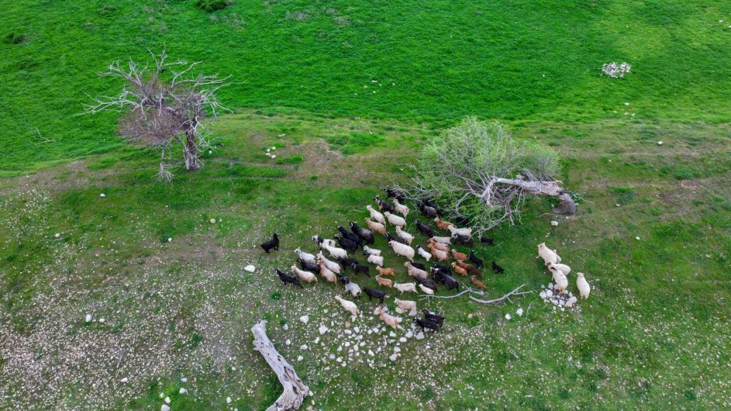 Göl ortasındaki adada çobansız hayvancılık 5