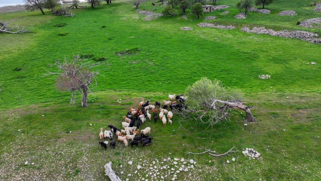 Göl ortasındaki adada çobansız hayvancılık 6