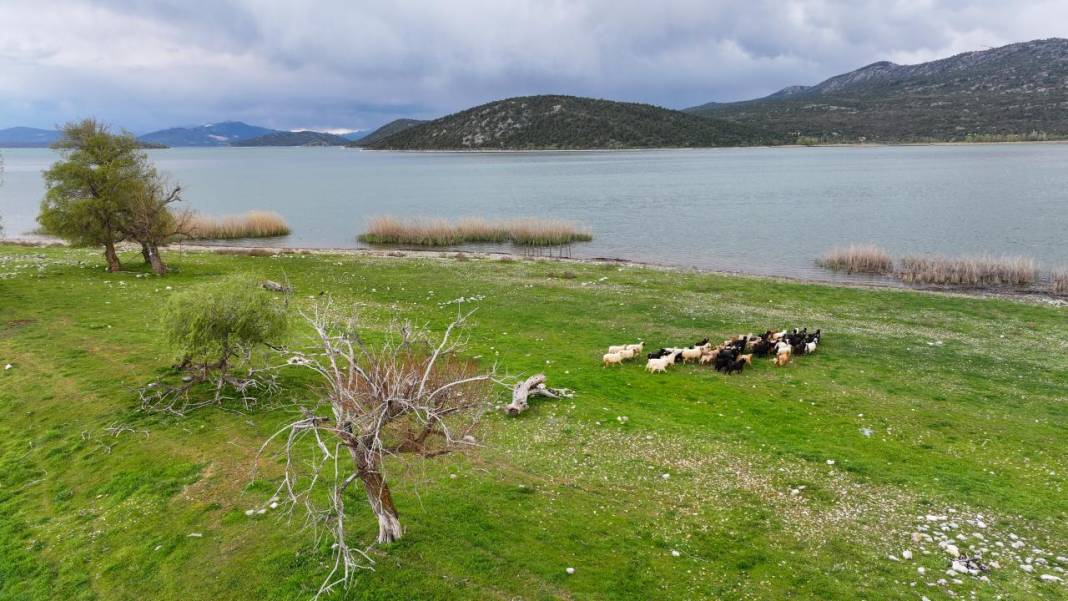 Göl ortasındaki adada çobansız hayvancılık 7