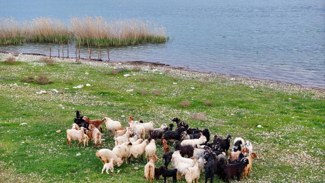 Göl ortasındaki adada çobansız hayvancılık 8