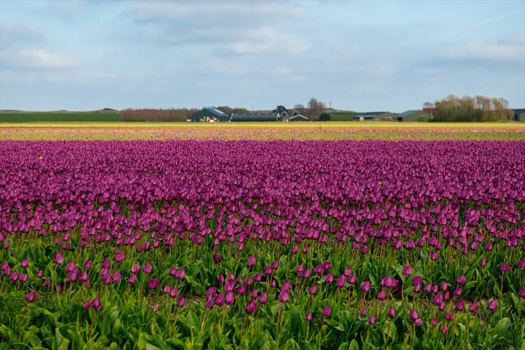 Hollanda’nın sakin rotası: Texel Adası 4