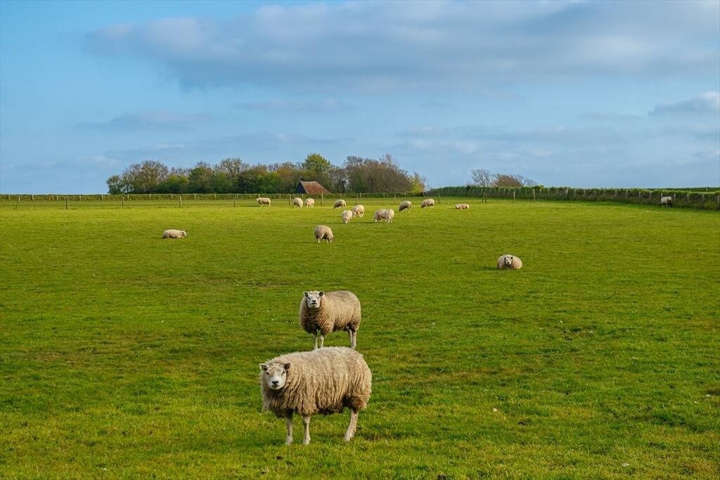 Hollanda’nın sakin rotası: Texel Adası 6