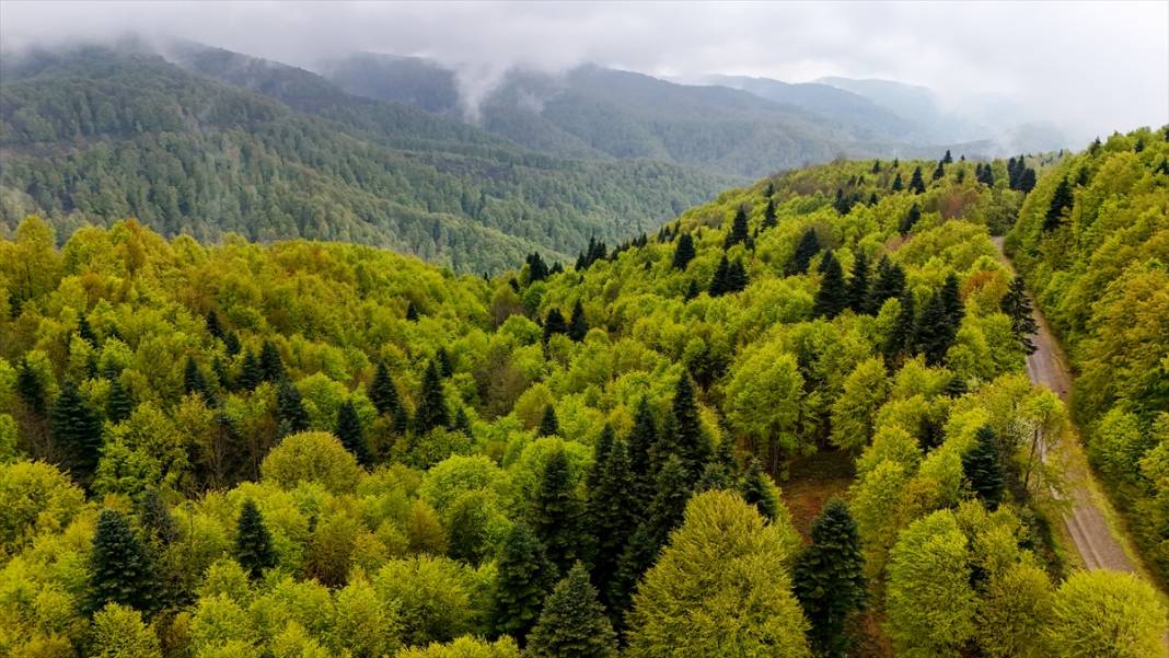 Çam Dağı ilkbahar renklerine büründü 4