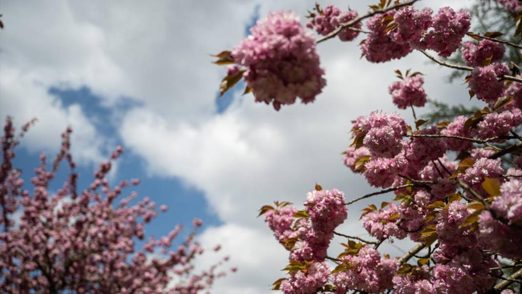 Başkent Ankara'da Sakura tefekkürü 1