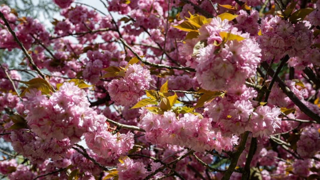 Başkent Ankara'da Sakura tefekkürü 10