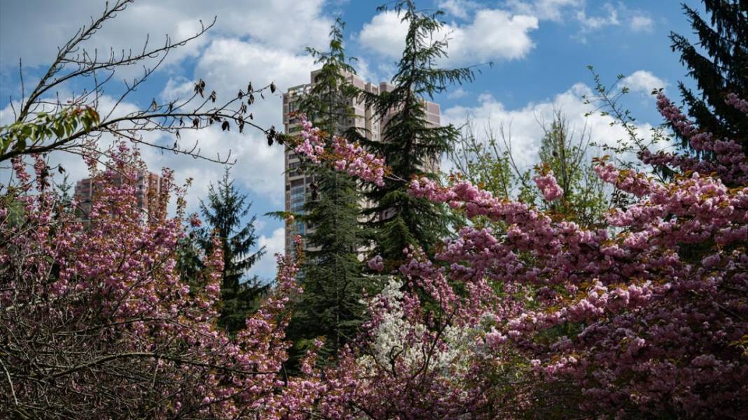 Başkent Ankara'da Sakura tefekkürü 11