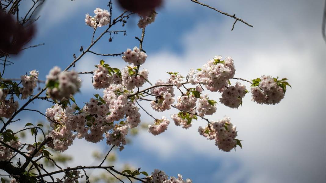 Başkent Ankara'da Sakura tefekkürü 2
